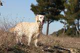 GOLDEN RETRIEVER 596